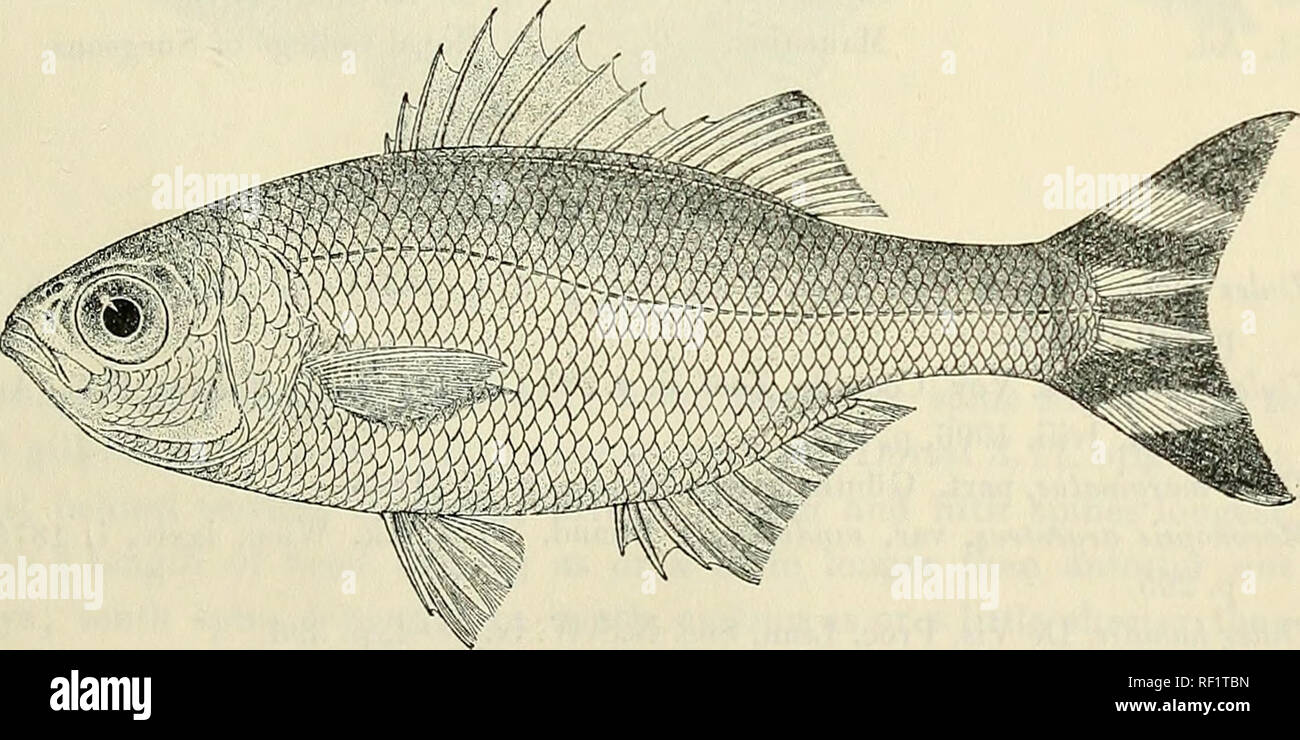 . Catalogue of the fresh-water fishes of Africa in the British Museum (Natural History). British Museum (Natural History); Fishes; Freshwater animals. KUHLIA. 95 2. KUHLIA T^NIURA. Bides tceniurus, Cuv. &amp; Val. Hist. Poiss. iii. p. 114 (1820) ; Bl. ok. Veil). Batav Gen. xxii. 1840, Perc. p. 49 ; Gunth. Cat. Fish. i. p. 207 (1850) ; Kner, Novara, Fische, p. 47 (1865). T'erca argentea, Benn. Pish. Ceylon, pi. xxii. (1830). Tfides bennetti, Peters, Mon. Berl. Ac. 1855, p. 432 ; Gunth. t. c. p. 270. Dales argenteus, Klunz. Verb. zooL-bot. Ges. Wien, xx. 187U, p. (&gt;2 ; Giintb. Fische Siidsee, Stock Photo
