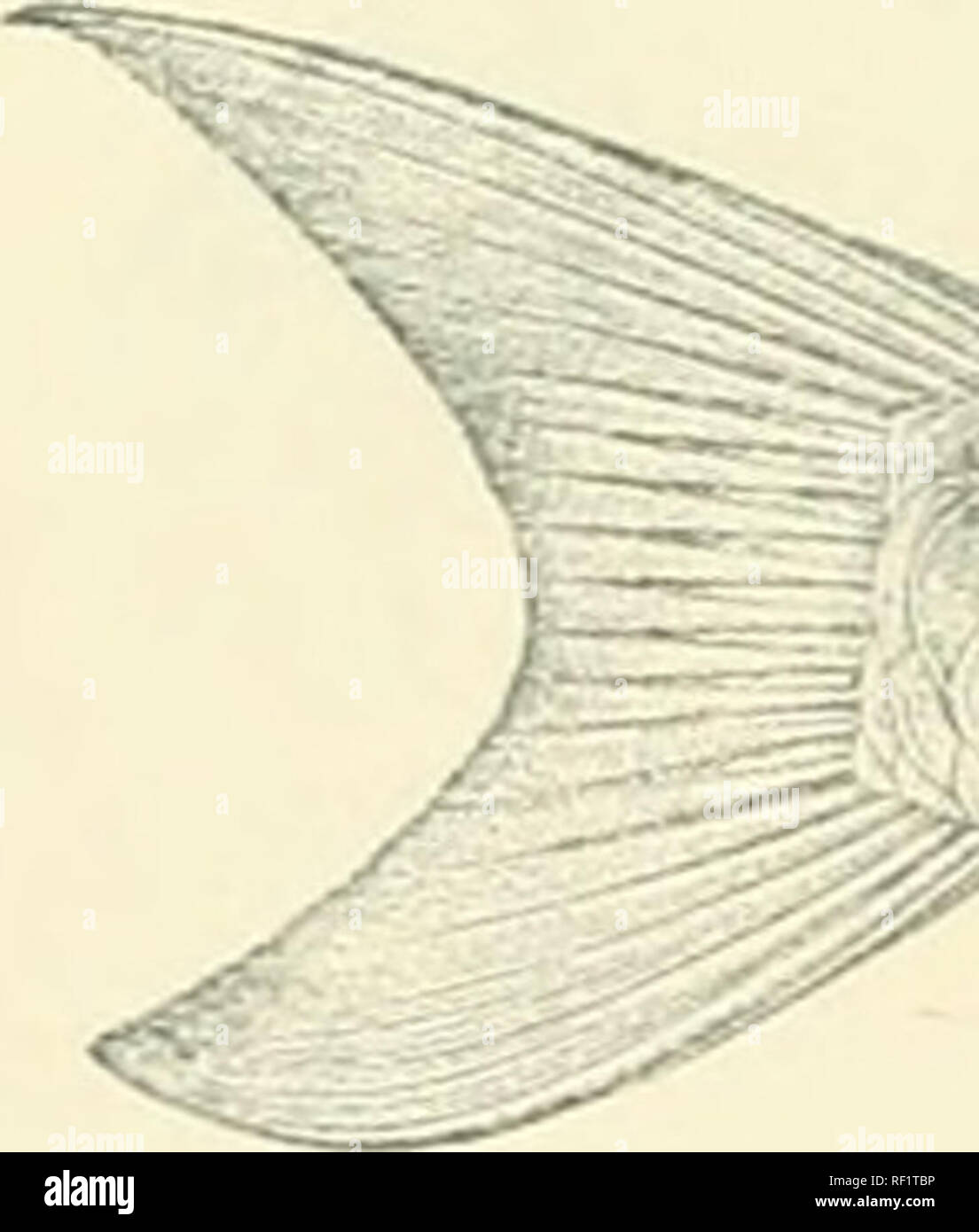 . Catalogue of the fresh-water fishes of Africa in the British Museum. Freshwater fishes. 234 ADDENDA, VOL. If. fiuely stiiutcd longitudinally, 28-32 ||, 2-U between lateral line and ventral, 12 round caudal peduncle. Olive-brown above, whitish beneath ; scales on upper half of body with a dark basal spot; fins greyish brown. Total length o-jO millim. Chiloango System. 1-3. Types. Lonn^o TJ. ;it N'Kutn. ])r. AV. ,). Ansorge (C). 4-5. Types. Luali R. at Buco Ziiu. Distinguished from the preceding l)y the narrower head, the more developed lips, tlie longer caudal peduncle, and the greater number Stock Photo