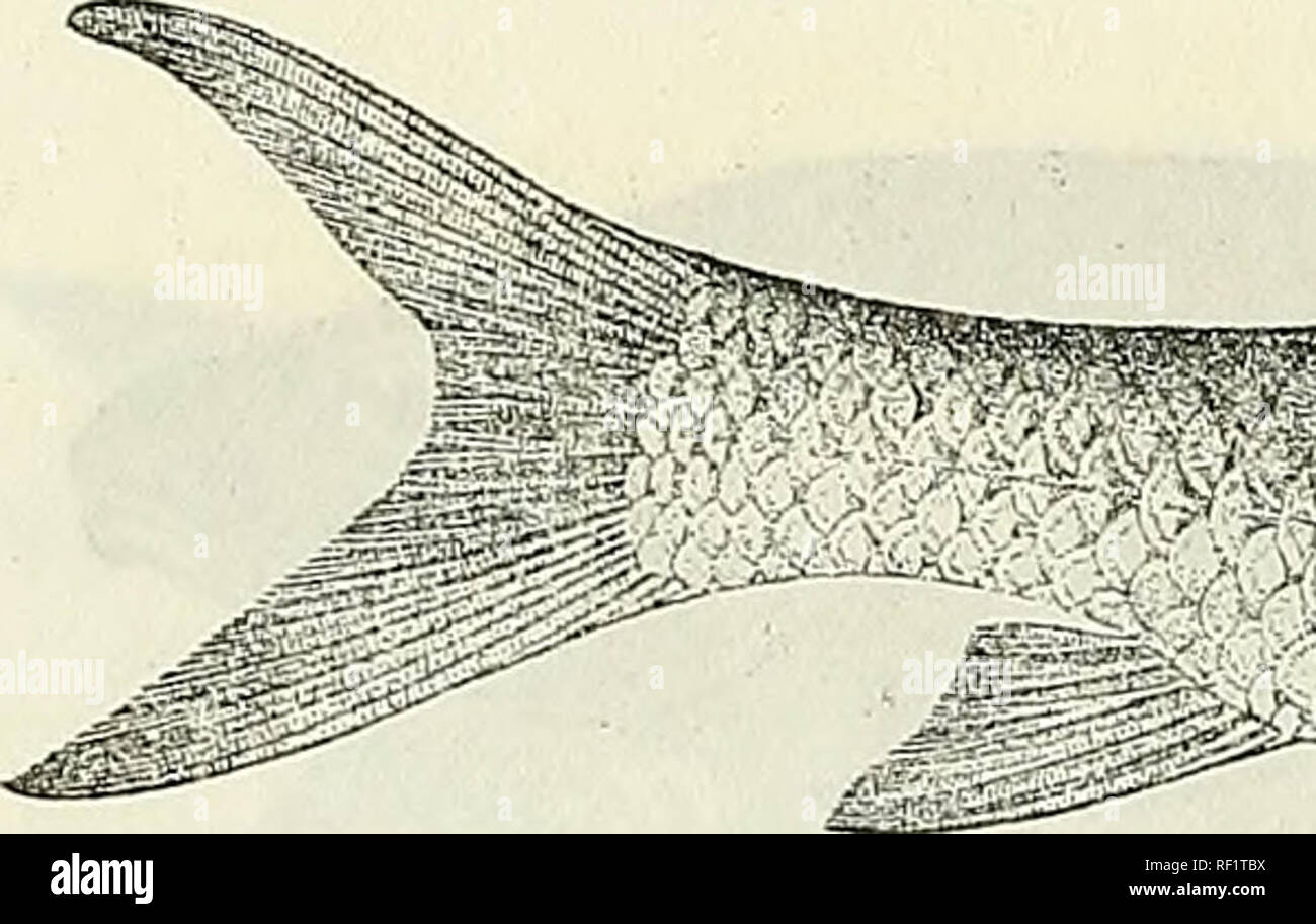 . Catalogue of the fresh-water fishes of Africa in the British Museum (Natural History). British Museum (Natural History); Fishes; Freshwater animals. 50 CTPMNID/E. 20. BARBUS LEPTOSOMA. Bouleng. Ann. &amp; Mag. N. H. (7) x. 1902, p. 432, and Fish. Nile, p. 220, pi. xl. fig. 1 (1907). Depth of body of to 4^ times in total length, length of head 4 to 4^- times. Snout rounded, 3^- to 3 J times in length of head ; eye 4 to 4| times in length of head, intevorbital width 3-g- to 3f times ; mouth inferior, its width 4 to 5 times in length of head; lips moderately developed, lower continuous across c Stock Photo