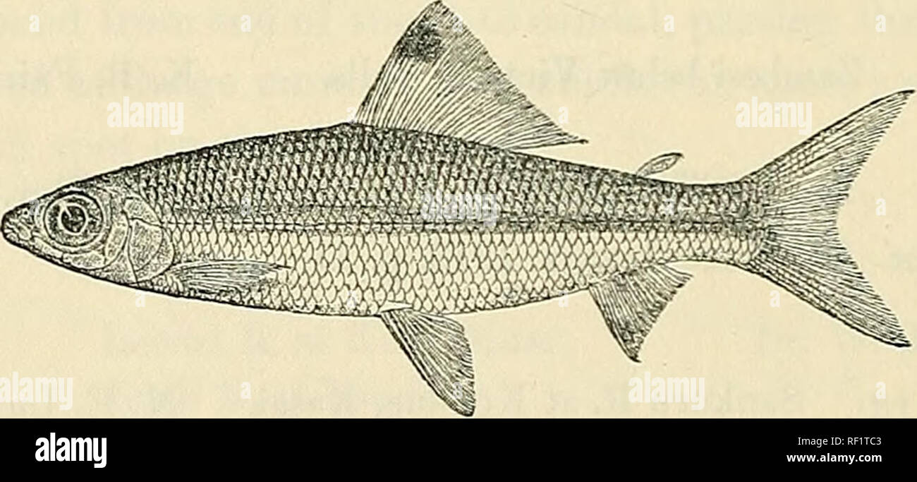 . Catalogue of the fresh-water fishes of Africa in the British Museum (Natural History). British Museum (Natural History); Fishes; Freshwater animals. 194 ADDENDA, VOL. I. 15. DISTICHODUS ROSTRATUS, Gtbr. Pollegr. Poiss. Bass. Tchad, p. 81, fig. (1914). Add :— 27. Hgr. Lagoon at Asaba, Lower Niger. 28-33. Yg. Aboina R., Cross R. 34-35. Yg. Abinsi, Benue R., N. Nigeria. Major G. B. Brace (P.). Capt. B, D. GarJ'ner (P.). Dr. J. M. Dalziel (P.). 17. DISTICHODUS LUSOSSO, Schiltb. Steind. Denkschr. Ak. Wien, Ixxxix. 1913, p. 21. 17«. DISTICHODUS ANSORGII. Bouleng. Ann. &amp; Mag. N. H. (8) vii. 191 Stock Photo