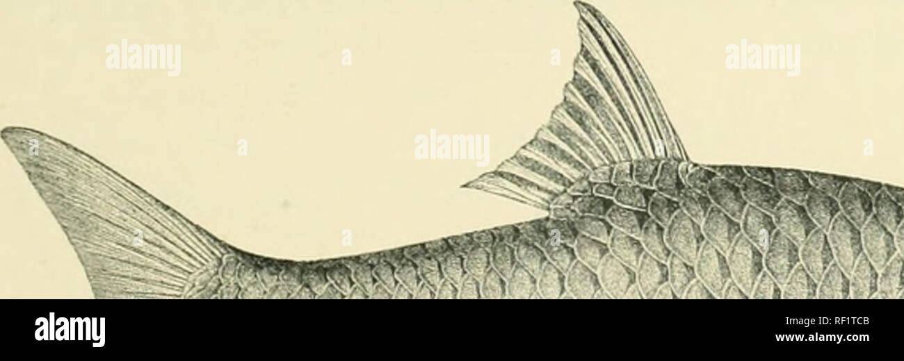 . Catalogue of the fresh-water fishes of Africa in the British Museum. Freshwater fishes. CTPRINID.E. 233 Total lcnf,'tli 530 millim. Chiloango System aud Ja River (Congo System). 1. Type. Loango IL at N'Kutu. Dr. W. J. Ansorge (C). 2-5. Types. Lnali H. at Biico Zau. Â» (â )-10. Types. Leliuzi K. at Bouia Voiule. â 11. A.l. Ja U., S. Cameroon. G. L. Bates, Esq. (C). Uisthiguislicd from L'. Irapji by the more prominent snout and the broader interorbital roirinn. Fig. l-iO.. -.â ,-Â«x.. Please note that these images are extracted from scanned page images that may have been digitally enhanced for Stock Photo