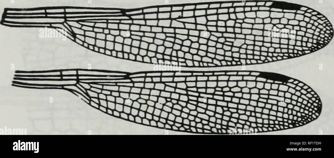 . Catalogue of the family-group, genus-group and species-group names of the Odonata of the world. Odonata; Odonata; Dragonflies; Dragonflies; Damselflies; Damselflies. Figure 130. Wings of Platylesies platystyla Rambur. Afler Belyshev &amp;. Harilonov, 1978. DciermineT of Dragonflies :279. f 203-2 (b0695] Sinhalestes Fraser. 1951 Zyg:Les:Lcs:Syinpecniatinae (continued) Austrolcstcs Tillyard. 1913. Figure 132. Wings of Auslrolesles cingulaium Buimeister. After Belyshev &amp; Harilonov, 1978. Deieiminer of Dngonflies :278, f 202-2 [b0695] Indolcstcs Fraser, 1922. Please note that these images ar Stock Photo