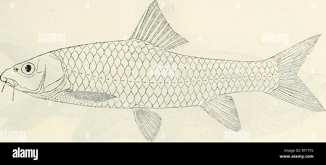 . Catalogue of the fresh-water fishes of Africa in the British Museum (Natural History). British Museum (Natural History); Fishes; Freshwater animals. BARBUS. 39 ongitu- Caudal peduncle 1^ to nearly 2 times as long as deep. Scales dinally striated, 31-36 ff^f, 2|-3 between lateral line and ventral, Fig. 19.. Barbus areas. Type. §. 12-14 round caudal peduncle. Olive above, silvery on the sides and below, scales darker at the base ; dorsal and caudal tins greyish. Total length 300 millim. Hawash River and Lake Zwai, Southern Ethiopia. 1-2. Hgr., types. Jerrer R., near Harrar, Mr. E. Degen (C). 6 Stock Photo