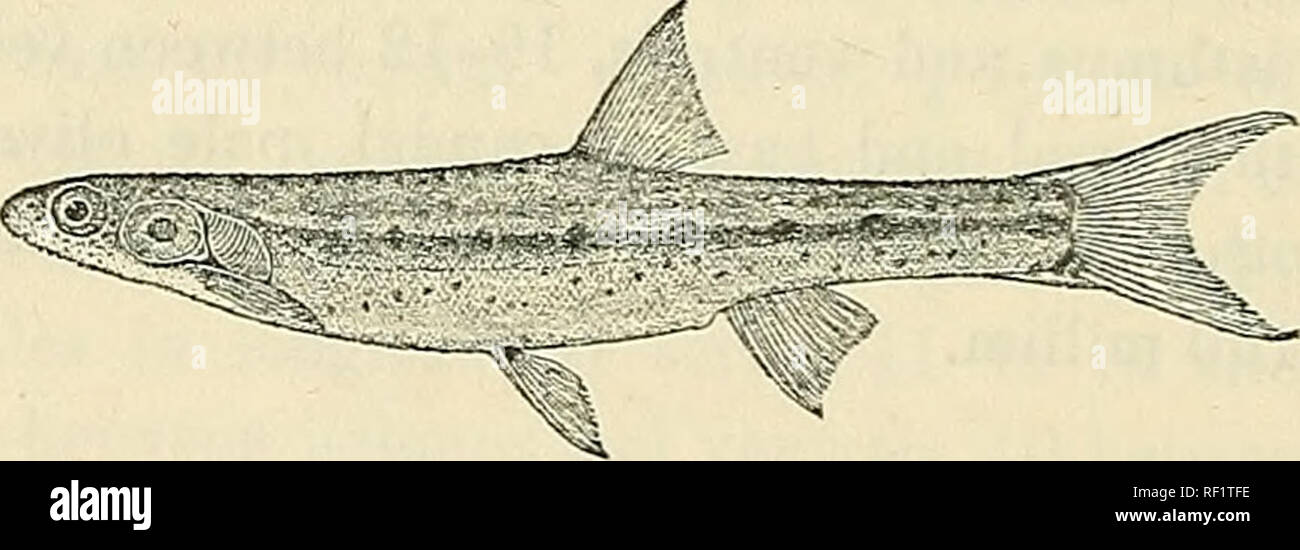 . Catalogue of the fresh-water fishes of Africa in the British Museum (Natural History). British Museum (Natural History); Fishes; Freshwater animals. 174 ADDENDA, VOL. I. 2. KNERIA SPEKII, Gtlir. Add :— 4-5. Ad. Mkata R., German E. Africa. Dr. E. J. Baxter (C). 3. KNERIA CAMERONENSIS, Blgr. Pappenh. Mitth. Zool. Mus. Berl. v. 1911, p. 509. 2. XENOPOMATICHTHYS, Pellegr. 1. XENOPOMATICHTHYS AURICULATUS, Pellegr. In the description on p. 172, &quot; Caudal peduncle half as long as deep &quot; is a lapsus calami, and should be corrected to &quot; Caudal peduncle half as deep as long.&quot; la. XE Stock Photo