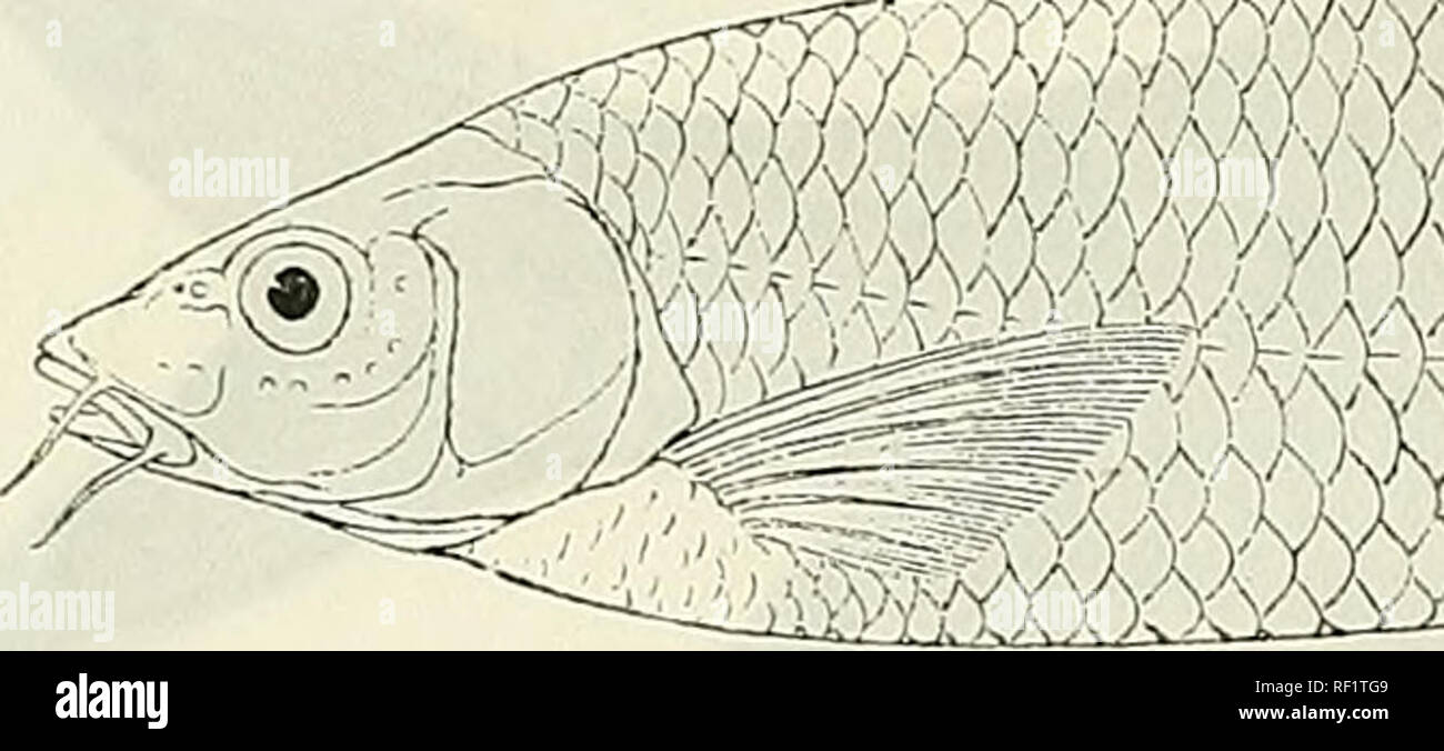 Catalogue of the fresh-water fishes of Africa in the British Museum (Natural History). British Museum (Natural History); Fishes; Freshwater animals. 36 . 15. BAEBUS MAREQUENSIS. Barbus (Cheilobarbtis) marequensis, A. Smith, 111. Catalogue of the fresh-water fishes of Africa in the British Museum (Natural History). British Museum (Natural History); Fishes; Freshwater animals. 36 . 15. BAEBUS MAREQUENSIS. Barbus (Cheilobarbtis) marequensis, A. Smith, 111.
