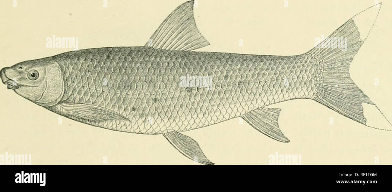 . Catalogue of the fresh-water fishes of Africa in the British Museum. Freshwater fishes. CVPKIXID.E. 209 31. LABEO CAPENSIS, A. Smitli. Gilclirist &amp; Tliompsoii, t. c. p. obi. 34&lt;(. LABEO IIUBROMACULATUS. (iilclirist &amp; Tliompson, t. c. p. 359, fig. Body comi)rcssc(l, its depth 3^ times in total lonytli, length of head 4;^ times. Head I5 times as long as broad; snout rounded, feebly extending beyond upper lip, longer than postocular part of head and 2| times in length of head ; eye lateral, G J times in length of head; interorbital width a little more than ^ length of head ; width of Stock Photo