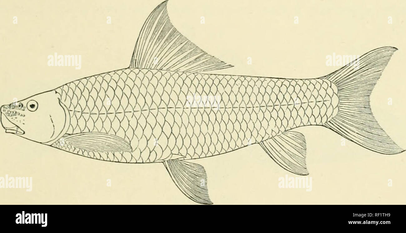 Catalogue Of The Fresh Water Fishes Of Africa In The British Museum Freshwater Fishes Crpkiniu K 7 32 Labeo 013scukus Pcllogr Add 1 Yg N Slicrljo District Sierra Leone N W Thomas