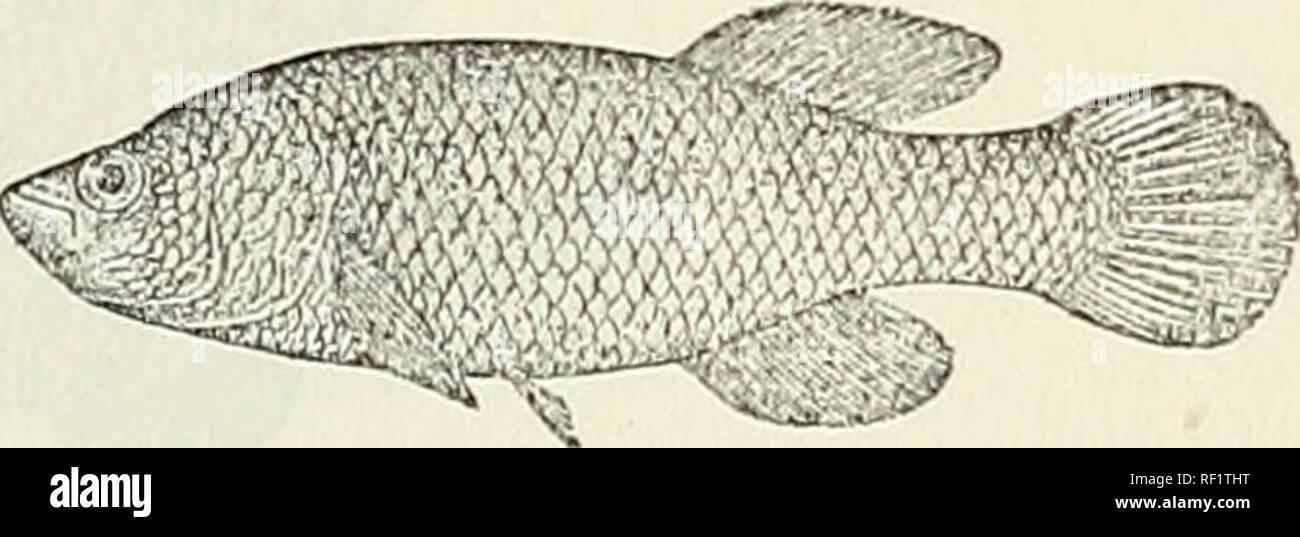 . Catalogue of the fresh-water fishes of Africa in the British Museum (Natural History). British Museum (Natural History); Fishes; Freshwater animals. Fundidus neunianni. 6 2 , types. peduncle as long as deep, or slightly longer than deep. 30-32 scales in longitudinal series, 32-36 round body in front of ventrals; no indication of lateral line. Uniform brownish yellow; male with some carmine spots on the head and some reddish on the caudal. Total length 60 millim. German East Africa.—Types in Berlin Museum. 1-3. Three o£ the types. North Ugogo. Prof. 0. Neumann (C). 13. FUNDULUS GUENTHERI. Fun Stock Photo