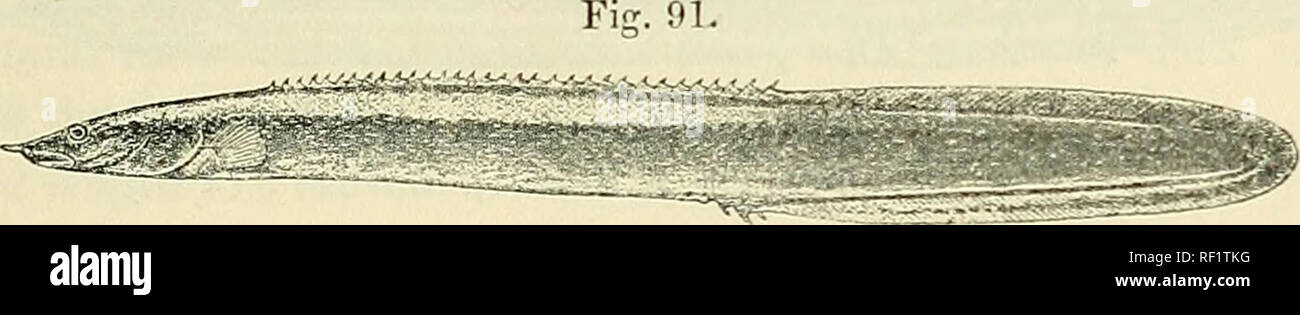 . Catalogue of the fresh-water fishes of Africa in the British Museum (Natural History). British Museum (Natural History); Fishes; Freshwater animals. MASTACEMBELUS. 137 28. MASTACEMBELUS STAPPERSII. Bouleng. Rev. Zool. Afr. iii. 1914, p. 446. Depth of body 11 to 12 times in total length, length of head 6 to 7 times. Vent nearly equally distant from head and from caudal, its distance from head 2J to 2-f times length of latter. Snout 2 to 2 times as long as eye, ending in an appendage which is about as long as eye; mouth extending to below anterior border of eye; no praeorbital or prseopercula Stock Photo