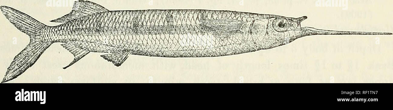 . Catalogue of the fresh-water fishes of Africa in the British Museum (Natural History). British Museum (Natural History); Fishes; Freshwater animals. HEMIEHAMPHUS. 15 1. HEMIRHAMPHUS FAR. Esox far, Forsk. Descr. Anim. p. 67 (1775). Hemirhamphus commersonii, Cuv. Regne Anim. 2nd ed. ii. p. 286 (1829) ; Cuv. &amp; Val. Hist. Poiss. xix. p. 28 (1846); Bleek. Verh. Bat. Gen. xxiv. 1852, p. 17 ; Giinth. Cat. Fish. vi. p. 271 (1866) ; Peters, Reise Mossamb. iv. p. 94 (1868). Hemirhamphus far, Riipp. N. Wirbelth. Abyss., Fische, p. 74 (1840); Bleek. Atlas Ichth. vi. p. 54, pi. vi. fig. 3 (1866) ; Kl Stock Photo