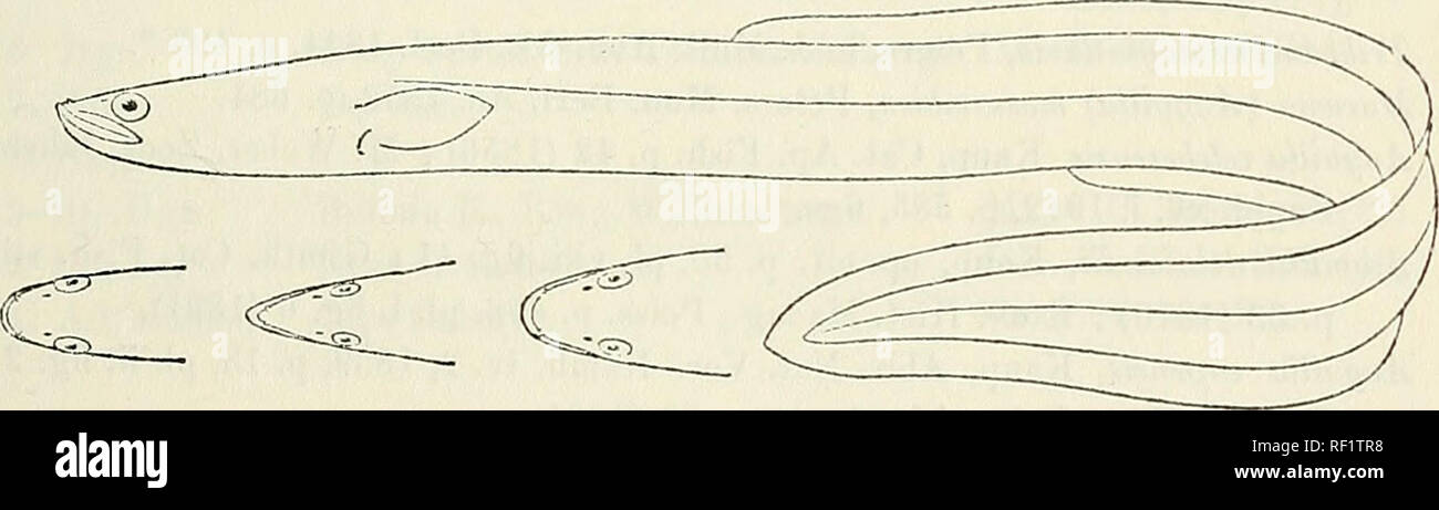 . Catalogue of the fresh-water fishes of Africa in the British Museum (Natural History). British Museum (Natural History); Fishes; Freshwater animals. ANGUILLA. 5 Anguilla acutirostris, Risso, Hist. Nat. Ear. Mer. iii. p. 198 (1826) ; Riipp. X. Nachtr. Fische Nil, p. 26 (1835). Anguilla latirostris, Risso. op. cit. p. 199 ; Giinth. 1. c. and Cat. p. 32. Taban, Rifaud, Voy. Egypte, pis. xviii. &amp; cxcii. (1830). Anguilla canariensis, Val. in Webb &amp; Bertliel. lies Canar., Poiss. p. 88, pi. xx. fig. 1 (1843) ; Kaup, Cat. Apod. Fish. p. 41, pi. v. fig. 29 (1856). Anguilla nilotica, Heck., Ru Stock Photo