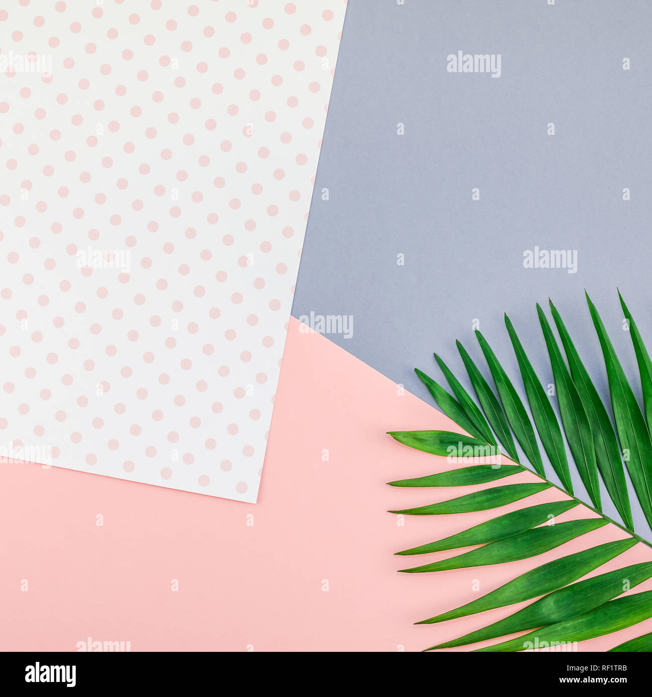 Creative flat lay top view of green tropical palm leaves on color paper ...