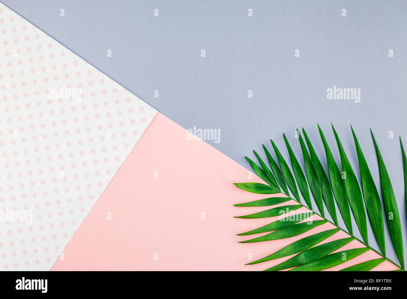 Creative flat lay top view of green tropical palm leaves on color paper ...