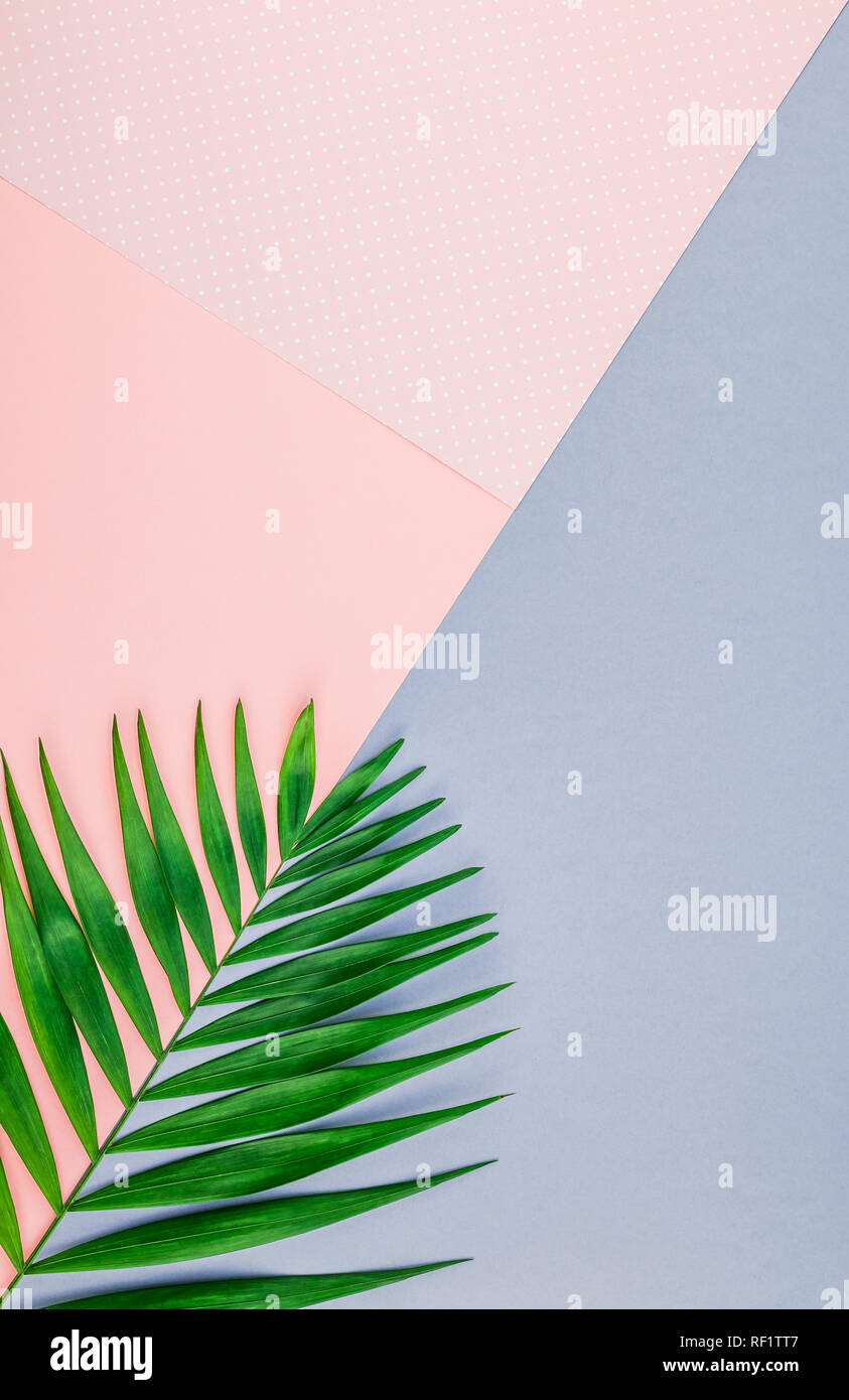 Creative flat lay top view of green tropical palm leaves on color paper ...