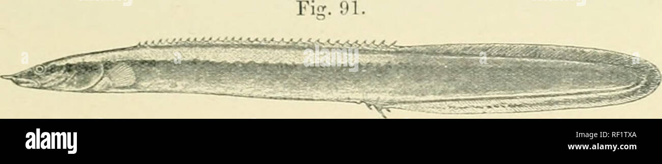 . Catalogue of the fresh-water fishes of Africa in the British Museum. Freshwater fishes. MxVSTACEMBELUS. 137 28. MASTACEMBELUS STArPERSIT. Boiileng. Rev. Zool. Afv. iii. 1914, p. 446. Depth of body 11 to 12 times in total length, length of head 0 to 7 times, ^'ent nearly equally distant fiom head and from caudal, its distance from head 2J to 2| times length of latter. Snout 2 to 2h times as long as eye, ending in an appendage uliicli is about as long as eye; mouth extending to below anterior border of eye; no prseorbital or praeopercular spines. Dorsal XXXII-XXXIII 80-83 ; distance be- tween  Stock Photo