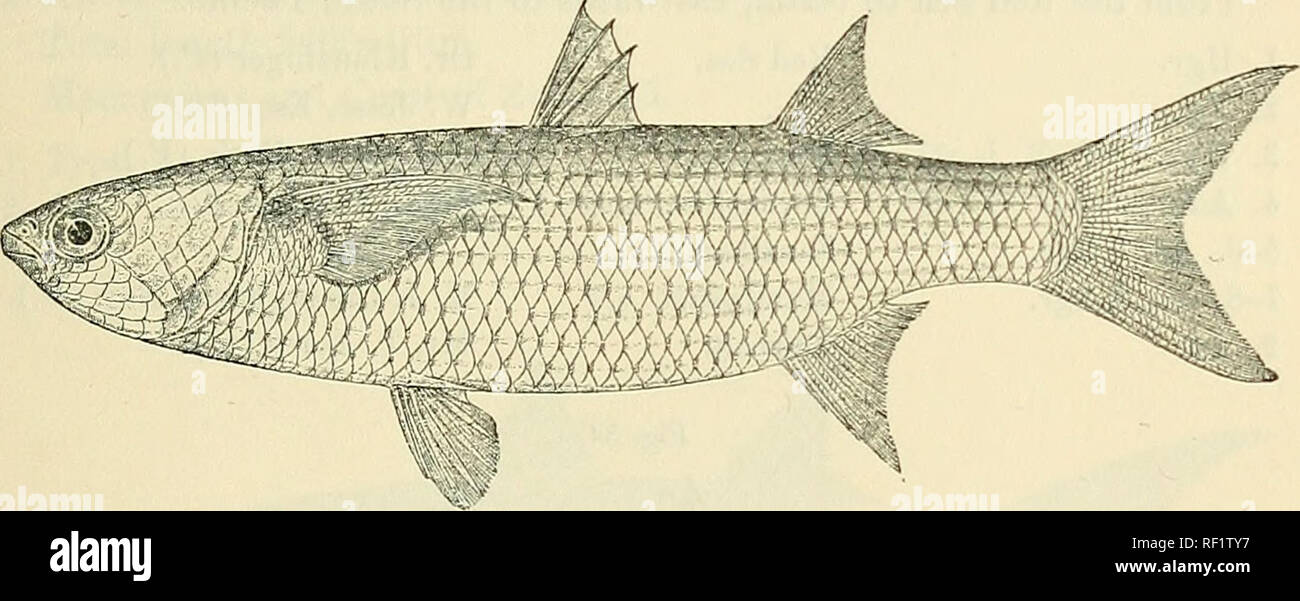 . Catalogue of the fresh-water fishes of Africa in the British Museum (Natural History). British Museum (Natural History); Fishes; Freshwater animals. MUGIL. 91 scries. Silvery or golden, back bluish grey; dark streaks along the scries of scales. Total length 550 millim. Atlantic, from Scandinavia to the Canary Ids. and Mediterranean.— Type in Paris Museum. 1-2. Yg. Const o£ Egypt. J. Potlrerick, Esq. (C). 3. Ad. Madeira. Hon. C. Baring and W. P. Ogilvie-Grant, Esq. (P.). 4. Yg. „ J. Y. Johnson, Esq. (P.). 5. Ad. Lanzarote, Canary Ids. Rev. R. T. Lowe (P.). Fig. 53.. Mugil seheli Zanzibar. I 8 Stock Photo