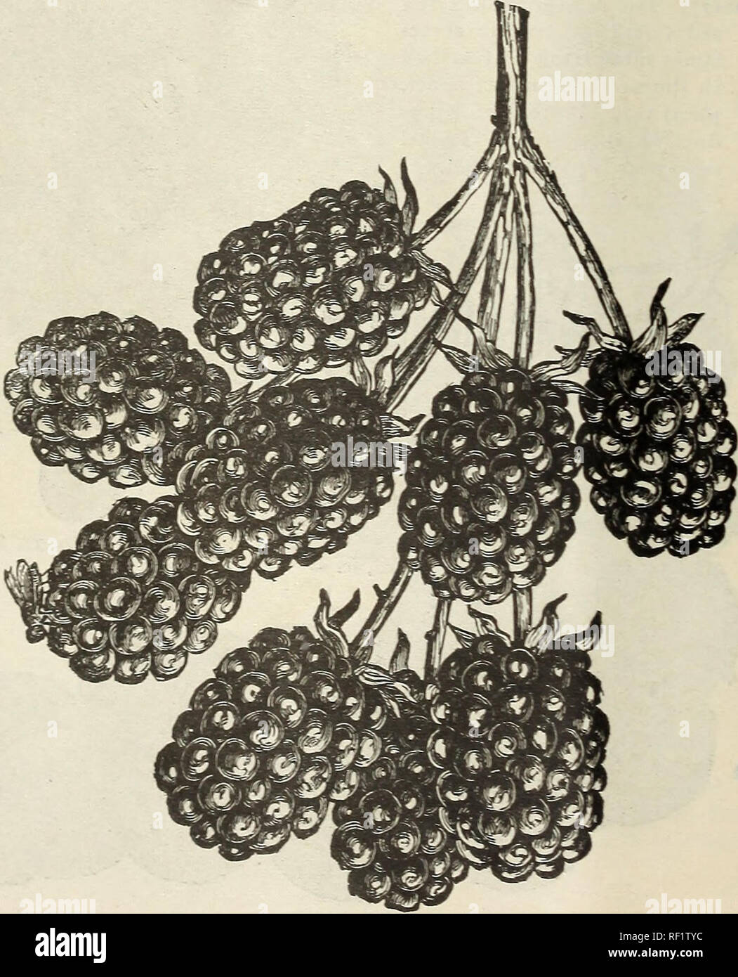 . Catalogue of fruit and ornamental trees : grape vines, small fruits, shrubs, plants, roses, etc.. Nurseries (Horticulture) Indiana Vincennes Catalogs; Fruit trees Seedlings Catalogs; Fruit Catalogs; Plants, Ornamental Catalogs. Â«0 ILLrSTRATED .IXD DESCRIPTIVE CATAIOGUE *f randall. A native black seedling- of the Western Wild Currant, and much superior to any of the named varieties yet introduced; distinct from the European black varieties and without their strong: odor; wonderfully productive, a strong-, vigorous grower, usually producing a crop next year after planting, large size, )4 to i Stock Photo