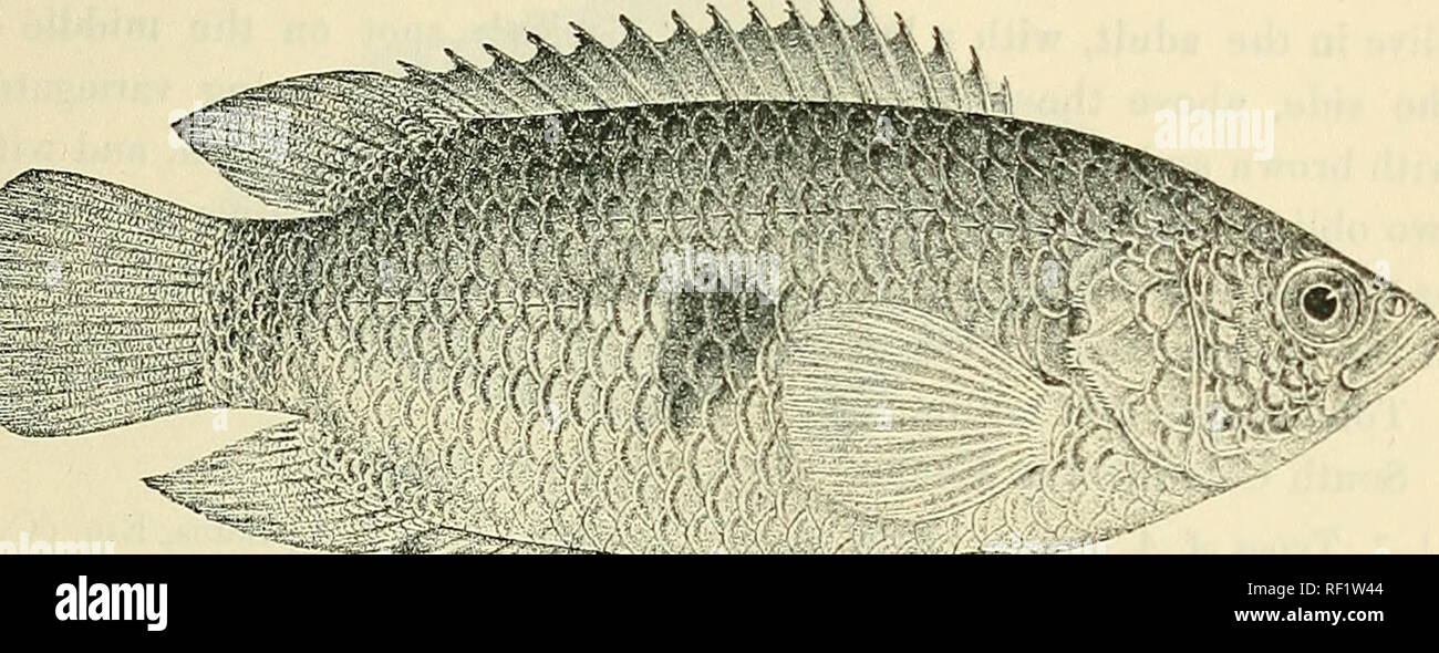 . Catalogue of the fresh-water fishes of Africa in the British Museum (Natural History). British Museum (Natural History); Fishes; Freshwater animals. A NAB AS. G5 24. Hgr. Klior Barboy, White Nile. 25. Ad. Lake No, â 26-29. Types (also Gondokoro, Bahr-el-Gebel. types of A. peth- erici). 30. Ad. 31. Ad. 32-33. Ad. &amp; yg. Bunjako, L. Victoria. Bnjeju, S. Biuldu, L. Victoria. L. Grangu, E. of L. Victoria. U. H. King, Esq. (P.). J. Petherick, Esq. (('.). Mr. E. Degen (C). M. T. Dawe, Esq. (P.). G. W. Wooilhousc, Esq. (P.). PÂ° '&quot;â â Fig. 40.. vtHMm ^&gt;V...' . Anabas macuhttus. Type of J Stock Photo