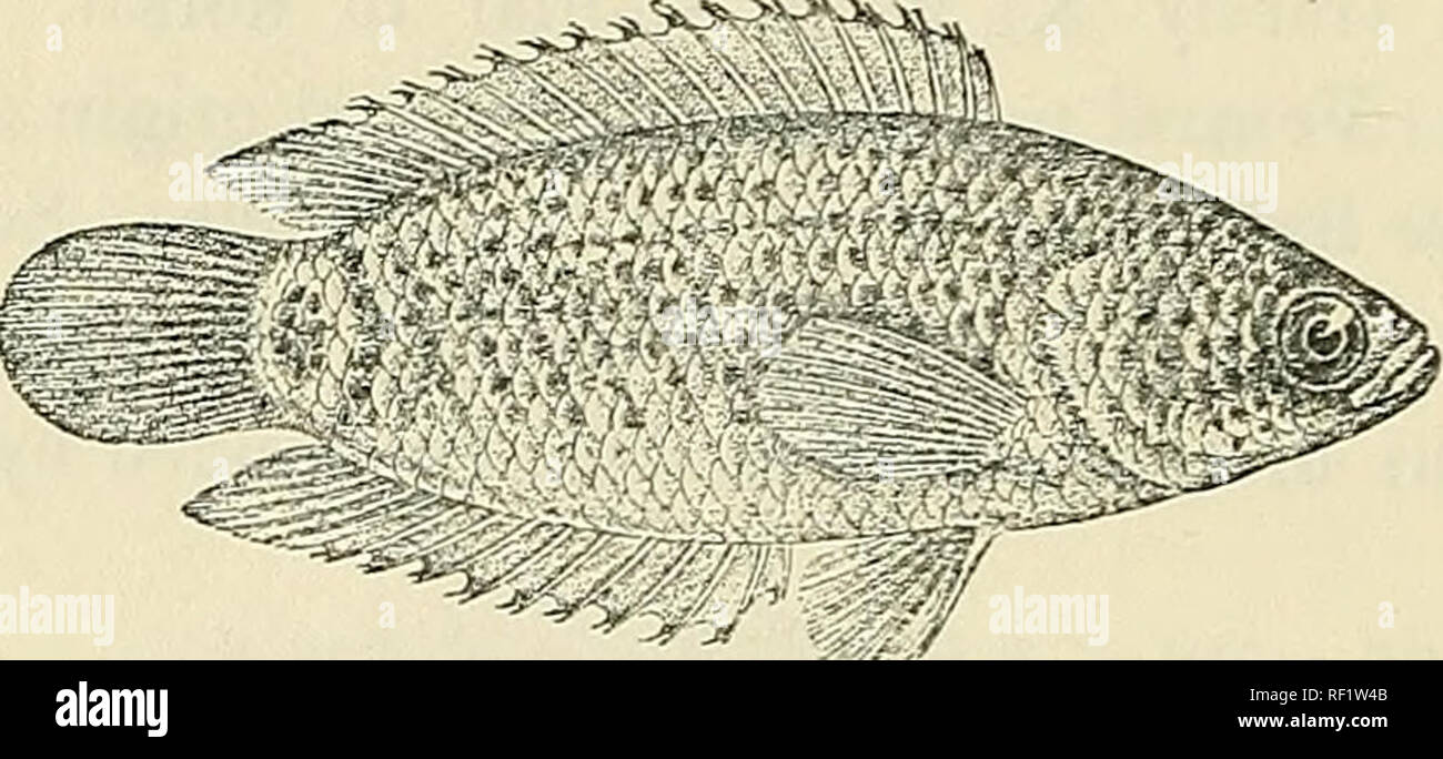 . Catalogue of the fresh-water fishes of Africa in the British Museum (Natural History). British Museum (Natural History); Fishes; Freshwater animals. G4 AXABANTlDiE. 13. ANABAS MURIEL Ctenopoma petherici, part., G-unth. Ann. &amp; Mag. N. H. (3) xiii. 1864, p. 211, and Petherick's Trav. ii. p. 208 (1869). Anabas â petherici, Pellegr. Mem. Soc. Zool, France, xvii. 1905, p. 185. Anabas muriei, Bouleng. Ann. &amp; Mag. N. H. (7) xviii. 1906, p. 348, and Fish. Nile, p. 444, pi. lxxxiii. fig. 2 (1907). Depth of body equal to length of head, 2f to 3 times in total length. Snout rounded, a little sh Stock Photo