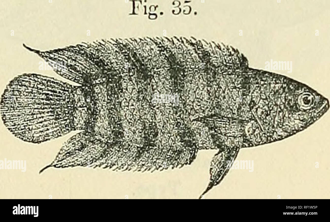. Catalogue of the fresh-water fishes of Africa in the British Museum (Natural History). British Museum (Natural History); Fishes; Freshwater animals. ANABAS. 59 Oi Q long, as long as eye. Scales rugose, strongly ctenoid, 25-30 g^; lateral I 1  1 Q lines 4^. Brownish or olive, with 6 to 9 more or less distinct dark cross-bands ; young with a round blackish spot at base of caudal. Total length 75 millim. South Cameroon to Consjo. 1-6. Ad. &amp; hgr. Kribi R., S. Cameroon. G. L. Bate?, Esq. (C). 7-11. Ad. &amp; hgr. Zima Country, „ 12-16. Ad. &amp; hgr. Nyong R., 17-19. Ad. &amp; yg. „ at Akonol Stock Photo