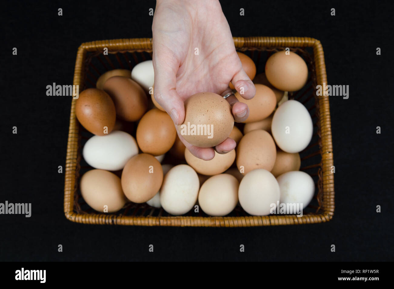 Female hand holding a hen egg taken from a basket on a black background Stock Photo