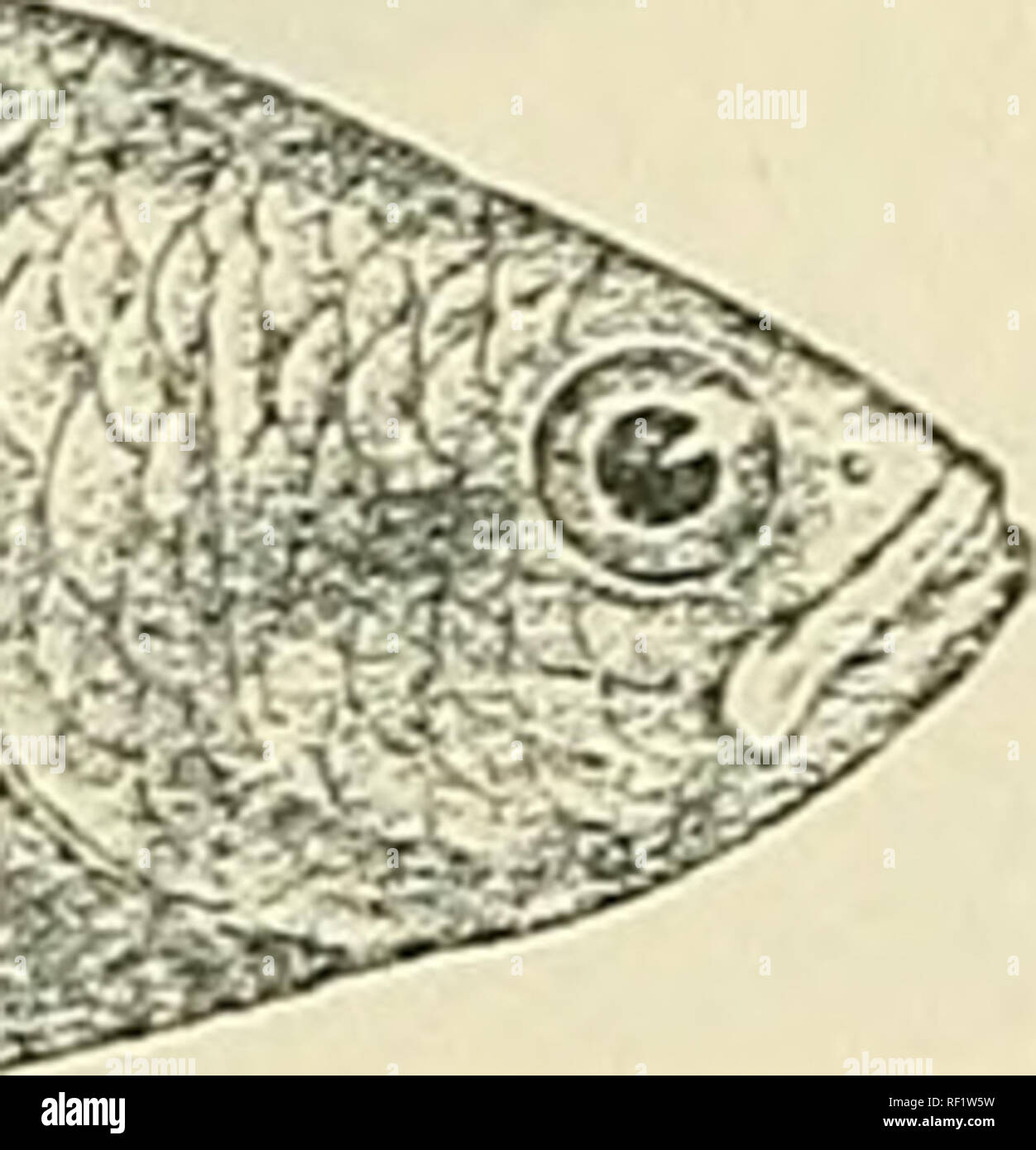 . Catalogue of the fresh-water fishes of Africa in the British Museum (Natural History). British Museum (Natural History); Fishes; Freshwater animals. Fig. 34. .'s.NJV*^5^. as^S^f^^ Anabas nanus. Type, after Giinther (I. c). 8. ANABAS NANUS. Ctenopoma nanwn, Gunth. Ann. &amp; Mag. N. H. (6) xvii. 189(3, p. 269, pi. xiii. fig. B. Anabas maarfatus (non Thomin.), Bouleng. Ann. Mus. Congo, Zoo], ii. p. 51 (1882); Steind. Denkschr. Ak. AVien, lxxxix. 1913, p. 50. Depth of body equal to length of head, 2| to 3 times in total length. Snout rounded, as long as or a little shorter than eye, which is 4  Stock Photo