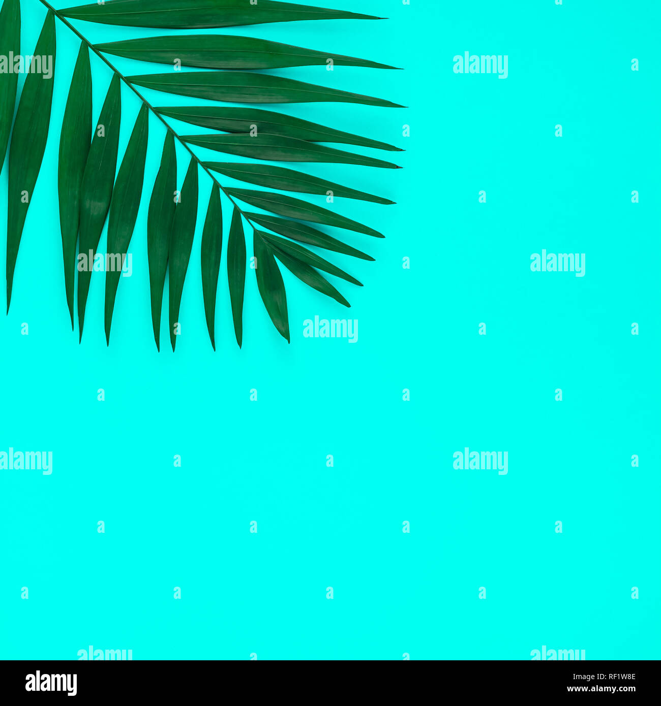 Creative flat lay top view of green tropical palm leaves on color paper ...
