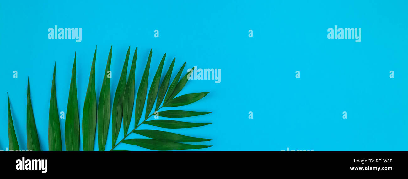 Creative flat lay top view of green tropical palm leaves on color paper ...