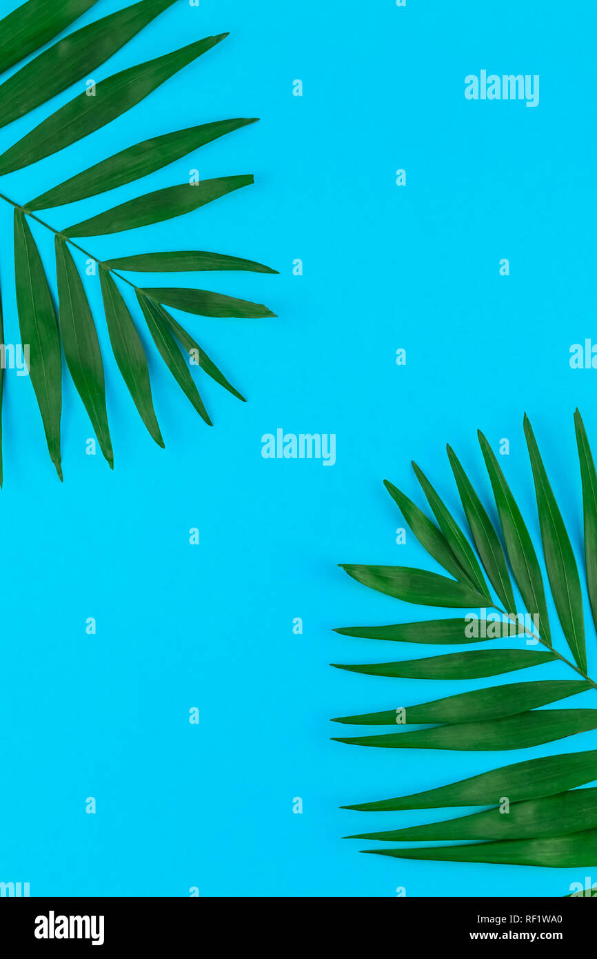 Creative flat lay top view of green tropical palm leaves on color paper ...