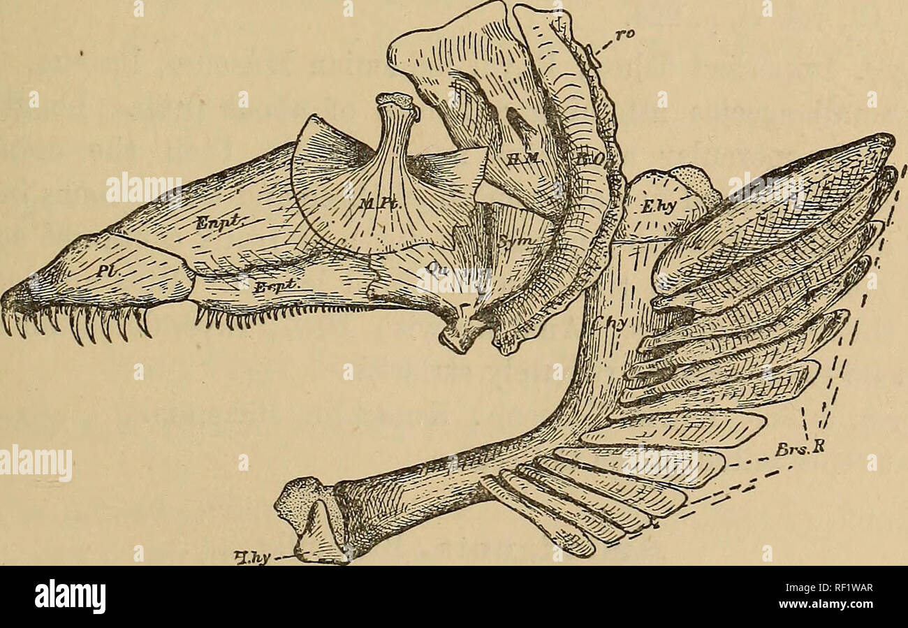 Fish Interoperculum . Catalogue of the fossil fishes in the British Museum (Natural History ...