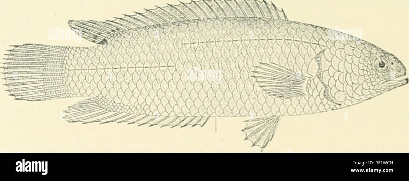 . Catalogue of the fresh-water fishes of Africa in the British Museum. Freshwater fishes. ol AXABAXTID.E. 1}, times as deep as long, tlie distance between dorsal and caudal about ^ length of head. Scales rugose and strongly ctenoid, 31- 35 ^^; lateral lines j^^. Olive or green above, with or without black spots or with rather indistinct dark vertical bars, whitish beneath ; soft dorsal spotted with l)lackish. Total length 140 milliin. Bechuanaland, Zambesi Basin. Lakes Bangwelu and Mweru, Uelle.— Types in Berlin Museum. 1. Oiif! of tlie types. 2-1. Ad. &amp; lurr. .'). Skel. (!. Yg. 7. 8-10. A Stock Photo