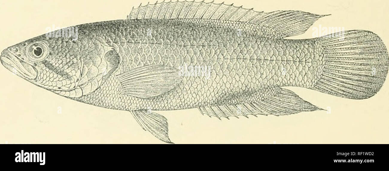 . Catalogue of the fresh-water fishes of Africa in the British Museum. Freshwater fishes. 52 AXABANTID-E. as deep as Unvr, the di^itauce between dorsal and caudal about j length 3-4 of head. Scales rugose, partly cycloid, partly ctenoid, 27-29 jqiji ; lateral lines 4^. Brown above, lighter beneath, often spotted all over with black ; blackish lines radiating from the eye ; spinous dorsal with black markings ; lobe between opercular spines black. Total length 120 millim. Tort Elizabeth, Cape Colony. IWt Elizi.lictli. 1-:}. Types. •1-t;. Types. 7-10, Types. 11. Skcl. 12. 11 or. H. A. Spencer, Es Stock Photo