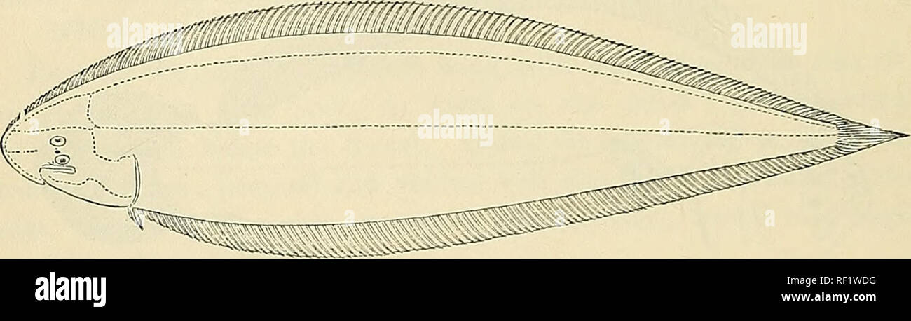 . Catalogue of the fresh-water fishes of Africa in the British Museum (Natural History). British Museum (Natural History); Fishes; Freshwater animals. PLEURONECTIDyE. 1. CYNOGLOSSUS SENEGALENSIS. Arelia senegalensis, Kaup, t. c. p. 108. Cynoglossus senegalensis, Giinth. t. c. p. 502; Steind. Sitzb. Ak. Wien, lx. i. 1870, p. 977, and Notes Leyd. Mus. xvi. 1894, p. 50. Depth of body 4f to 5 times in total length, length of head 5 to 5^ times. Lower eye farther back than upper, close to mouth; diameter of eye 8 to 12 times in length of head; interorbital space narrower than eye; two nostrils, one Stock Photo