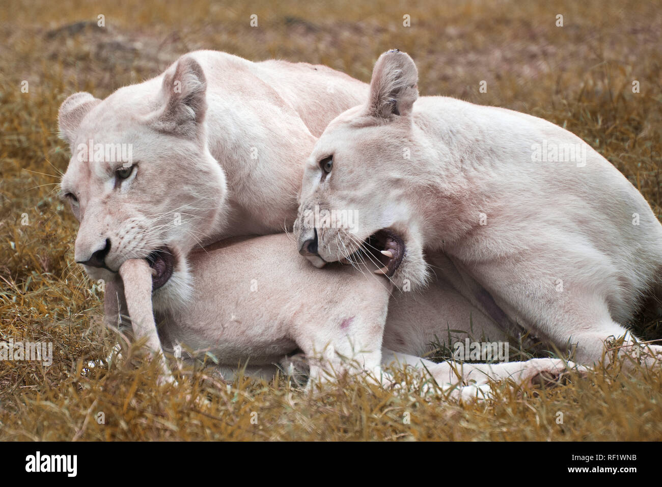 African white lionesses - Panthera leo Stock Photo