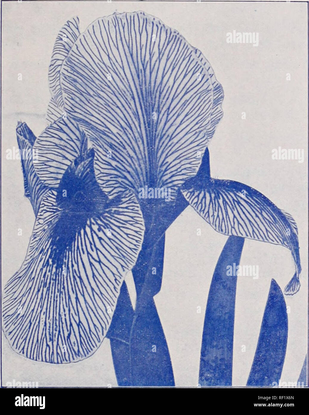. Catalogue of Dutch bulbs / J.J. Grullemans &amp; Sons.. Nursery Catalogue. Novelties 1907.. Flower of a Regelio-Cyclus Iris. Regelio-Cyclus (onco-Regelia) Iris. Awarded on the different London shows with first class Certificates and Awards of merit This beautiful new race of Iris, flowers and cultivates with great eassiness, comparing with the Onocyclus Iris (Iberica, Lorteti etc.) who are most difficult to cultivate. The flowers are of the same size of ordinairv (hiocyclus. and of satiny white, rose, braunish or violet ground, and are veined black. The flower- stems are strong and of good l Stock Photo