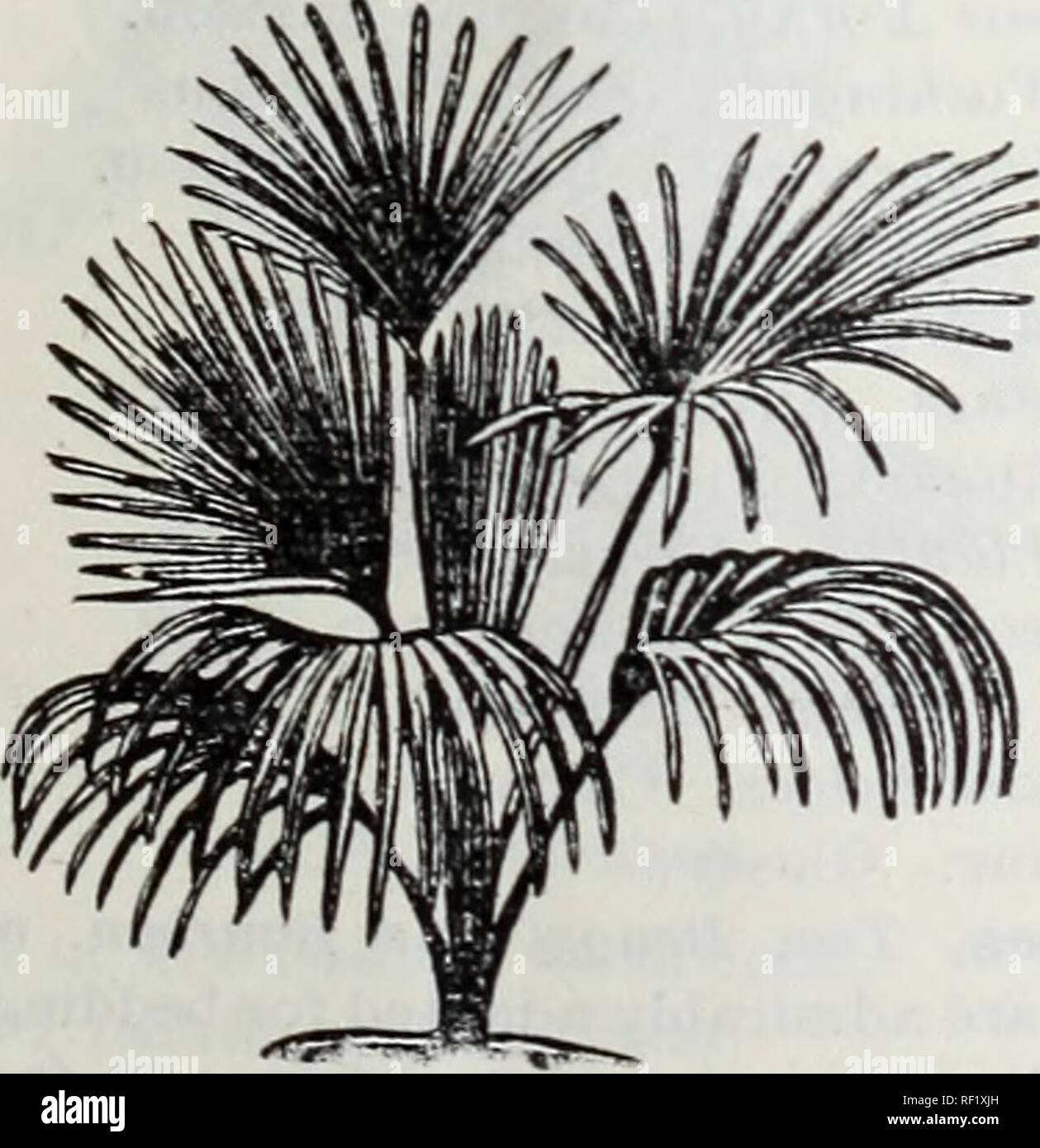 Catalogue Of Dutch Bulbs And Other Flowering Roots Also Seeds