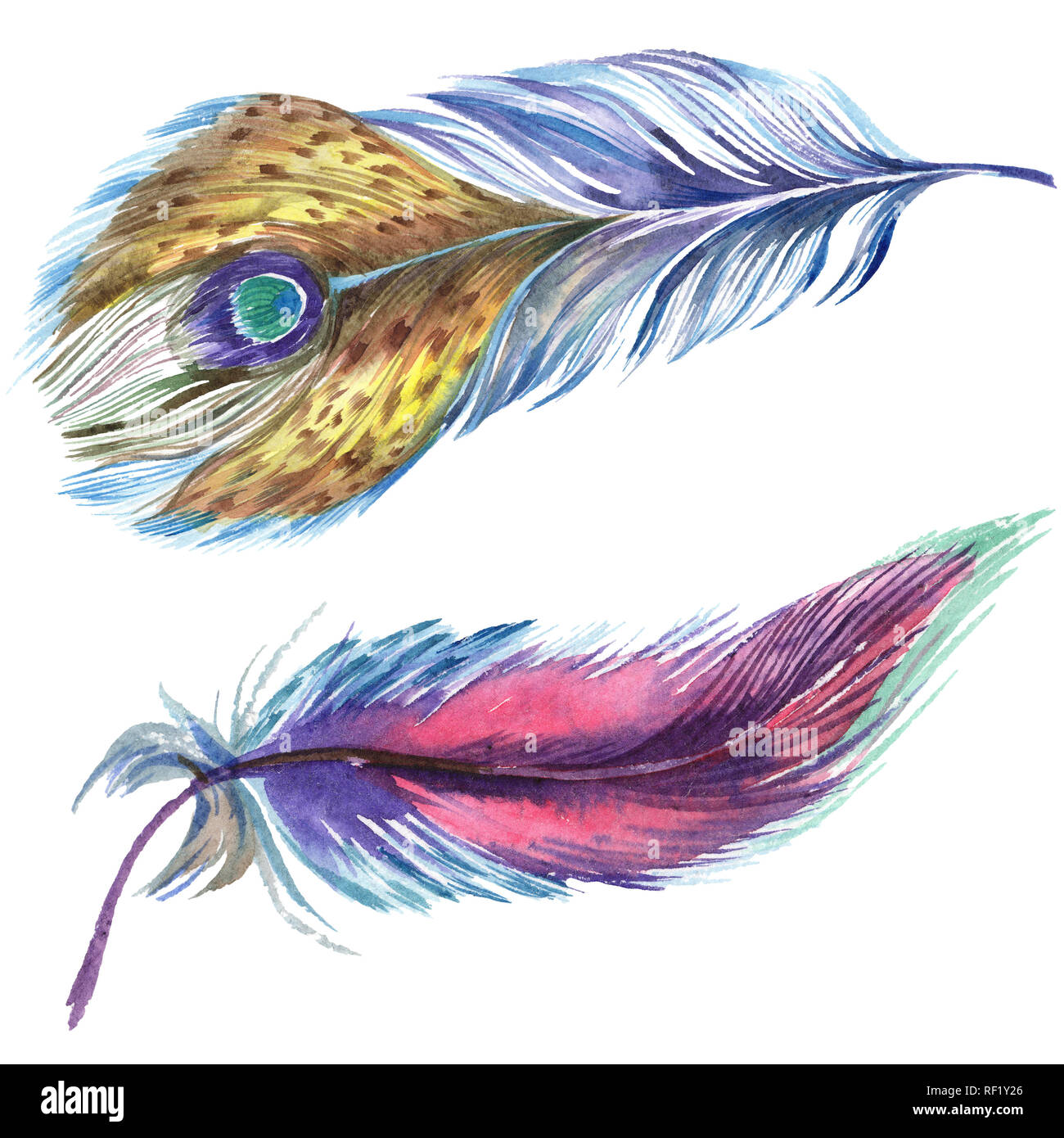 Colorful feathers. Watercolor bird feather from wing isolated ...