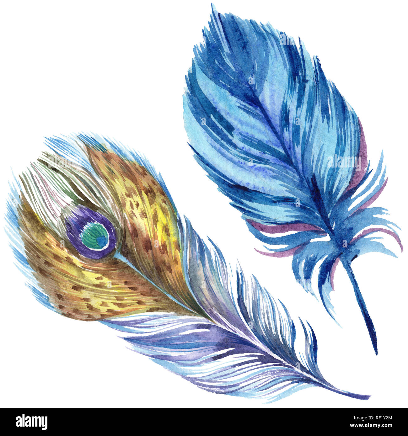 Colorful feathers. Watercolor bird feather from wing isolated ...