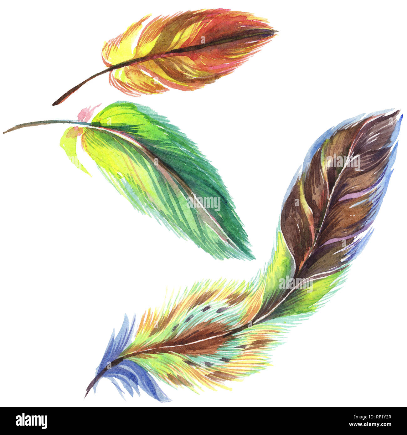 Colorful feathers. Watercolor bird feather from wing isolated ...
