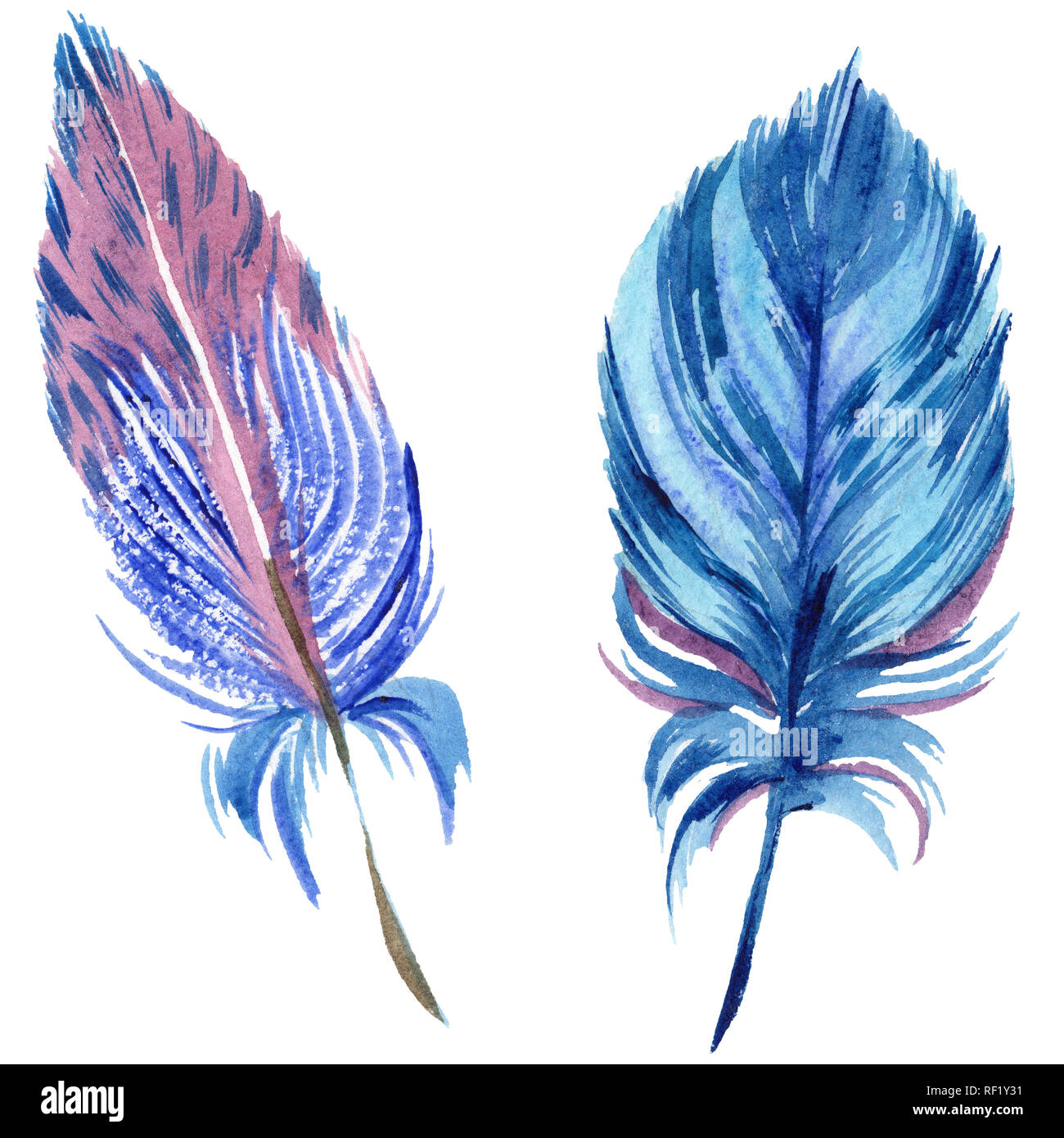 Colorful feathers. Watercolor bird feather from wing isolated ...
