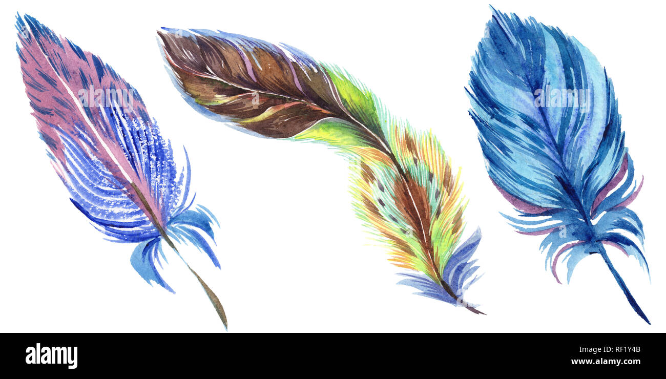 Colorful feathers. Watercolor bird feather from wing isolated ...