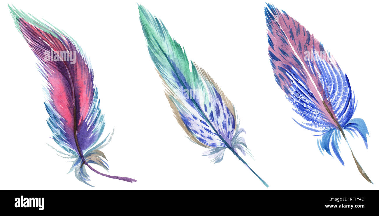 Colorful feathers. Watercolor bird feather from wing isolated ...