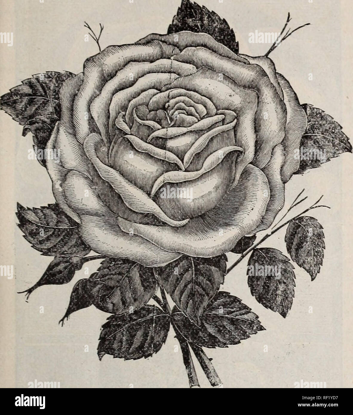 Catalogue Of Cottage Rose Garden Nursery Stock Ohio Columbus