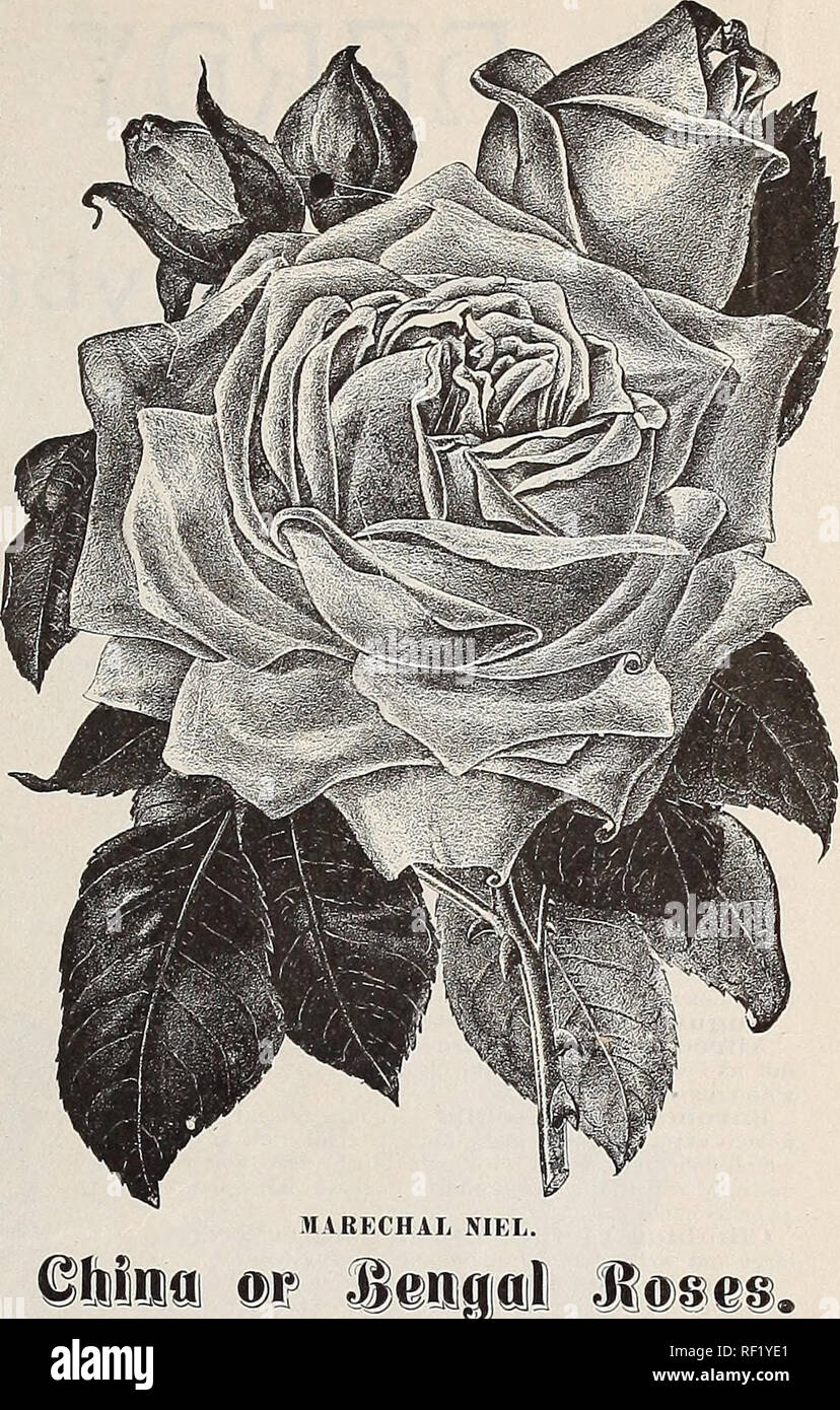 . [Catalogue of] Cottage Rose Garden, 1889. Nursery stock Ohio Catalogs; Flowers Catalogs. f oisette ^oses. UXURIANT and rapid growers, and beautiful summer and autumn blc omers, usually flowering freely until frost. They embrace a variety of colors, and iina mild climate becom.e magnificent I climbers, blooming perpetually. We recommend our southern and California friends to plant them freely. They are very useful as climbers in conservator- ies, where they bloom freely in winter and early spring. Nothmg can be finer than a wall covered with Lamarque or Marechal Niel. They are hardly as sat-  Stock Photo