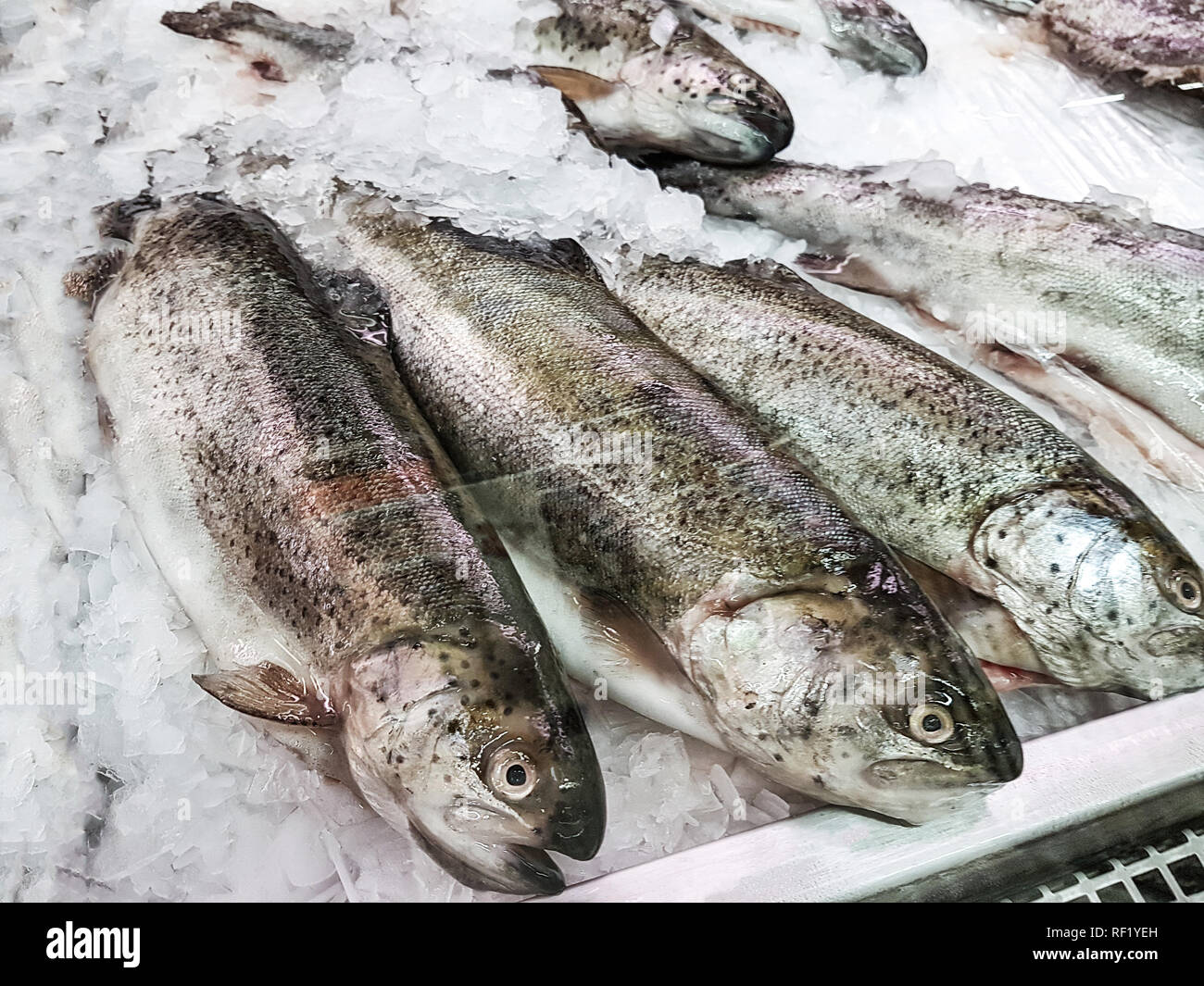 Fresh frozen fishes in ice  for sale in the supermarket in close-up Stock Photo