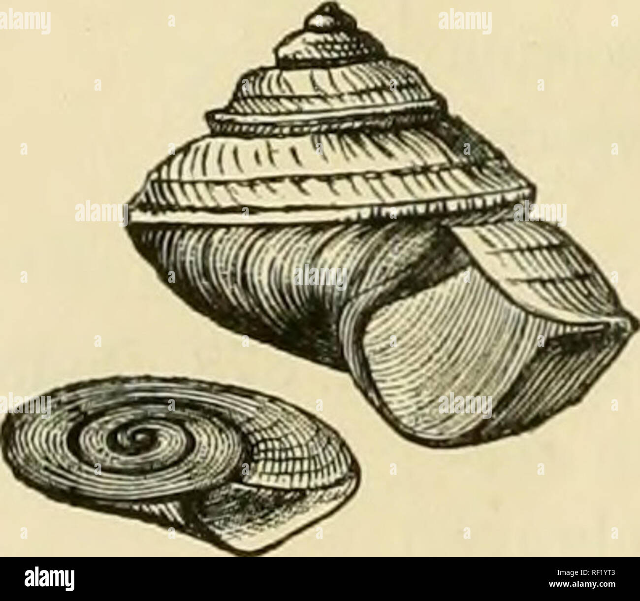 . A catalogue of the collection of Cambrian and Silurian fossils contained in the Geological Museum of the University of Cambridge. Paleontology; Paleontology. Capulus??. 290.. p. 292? Acroculia, Phillips. More spiral than Capulus, and often spinose or tubercular. Acroculia haliotis, Sow. (Siluria, 2nd ed. pi. 24, fig. 9). A most characteristic Wenlock shell —the food of Crinoids, especially of Marsu- piocrinus. Acroculia, sp. 2. Acroculia, sp. 3. Very much angulated whorls, a small species. Acroculia, sp. 4. Acroculia prototypa, Phil. (Siluria, 2nd ed. pi. 24, fig. 8). Very much like a Nerita Stock Photo