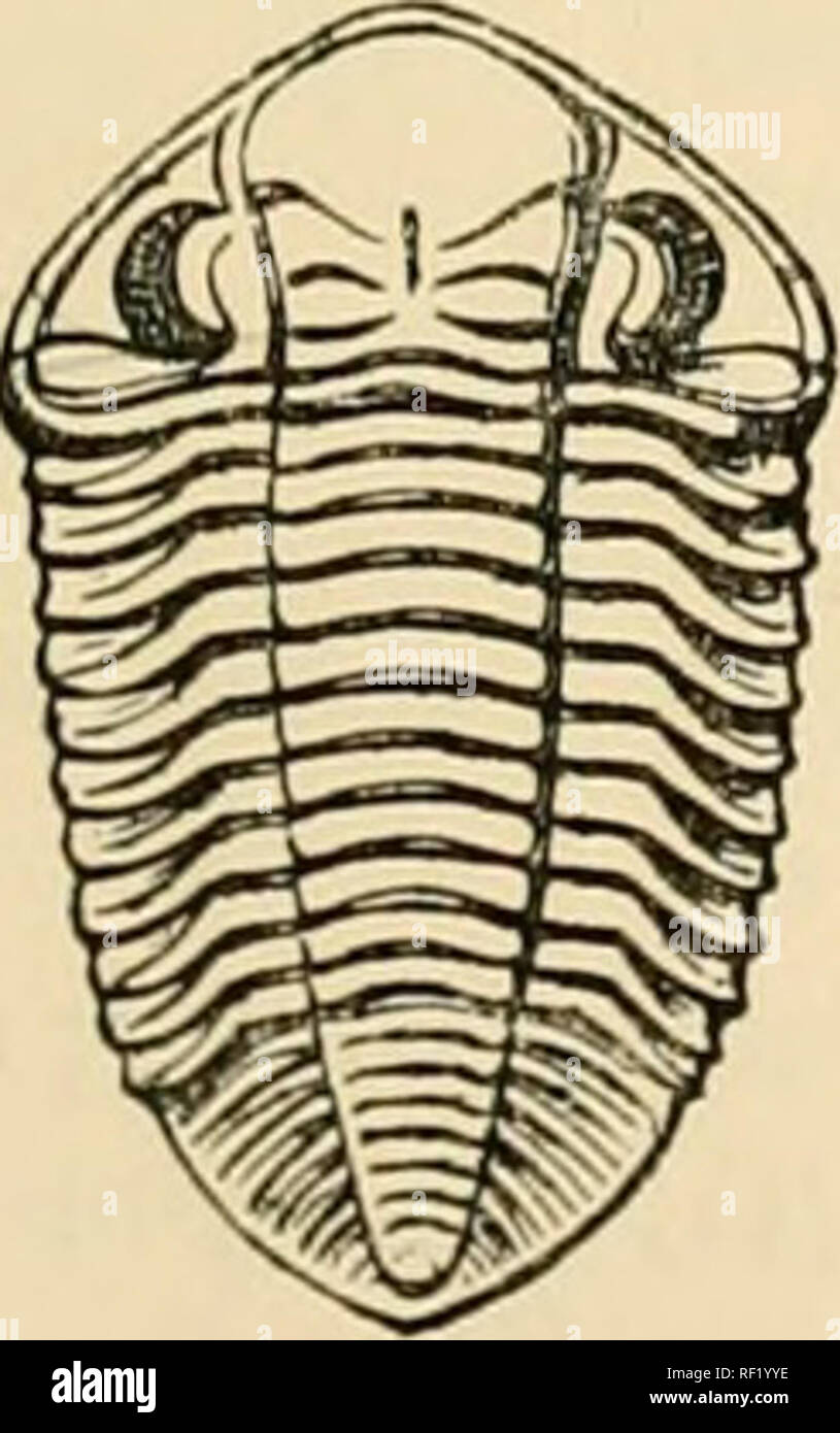 . A catalogue of the collection of Cambrian and Silurian fossils contained in the Geological Museum of the University of Cambridge. Paleontology; Paleontology. WEN LOCK GROUP. 131 Case and Column of Drawers FC Gc4 FC Gd FC FC FC Gd FC FC Gd FC Keference to McCoy's Synopsis : and Figures of Genera. p. 158. Zethus, p. 157. PI. 1 F, fig. 15, p. 153. p. 160.. As Odontochile cmidata, p. 160. Portlockia, p. 163. Encrinuras punctatus, Briinnicli (Decade 7, Geol. Surv. t. 4, fig. 15, Siluria, 2nd ed. Foss. 14, fig. 10; 64, fig. 5, pi. 10, fig. 5). Encrinuras variolaris, Brong. (ib. 7, t. 4, figs. 13,  Stock Photo