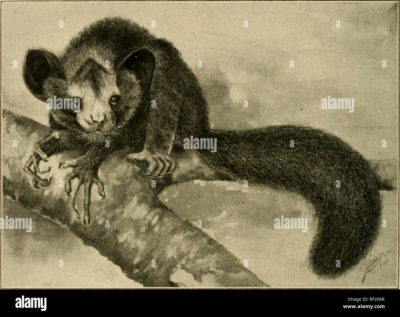 Cheiromys madagascariensis hi-res stock photography and images - Alamy Cheiromys madagascariensis hi-res stock photography and images - Alamy