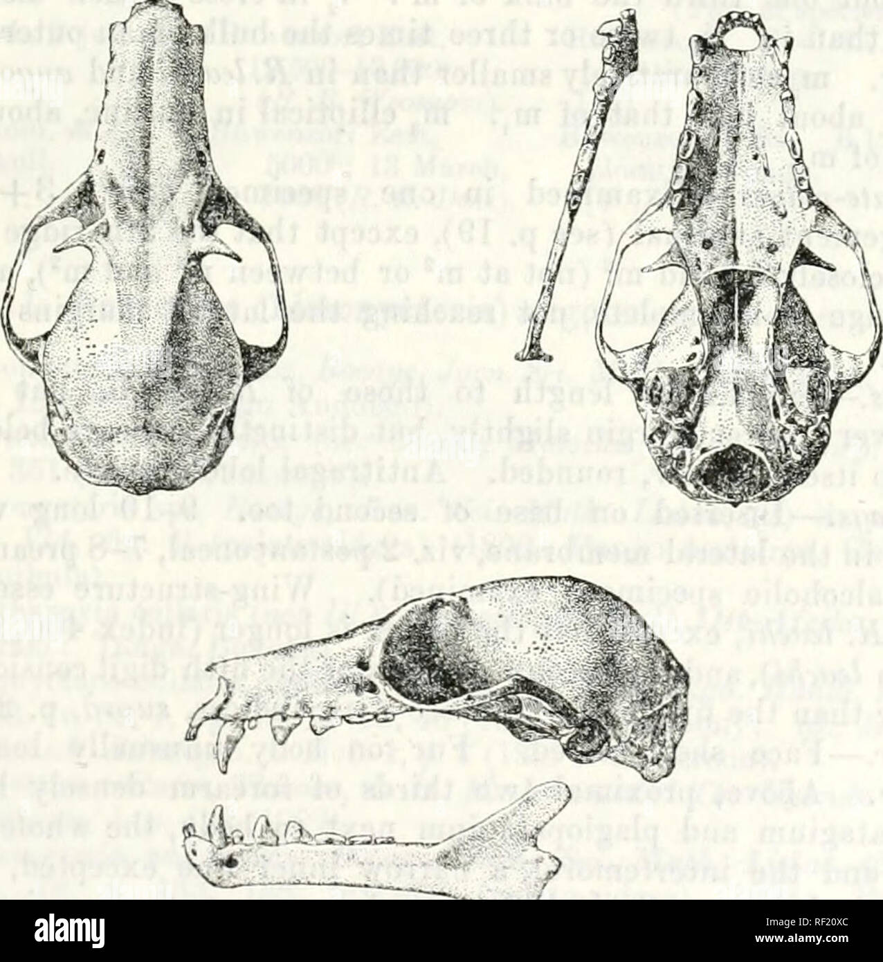 . Catalogue of the Chiroptera in the collection of the ... Museum. ROrSETTUS LANOSUS. 49 10. Ronsettiis (Stenonycteris) lanosus, Thos. Xantharpyia ffigyptiaca (wee Geof.), Horxfield, Cat. Mamm. Mus. E. hid. Co. p. 29 (iSol: Abyssinia). Eleutherura ae-ryptiuca (pt.), Gruy, Cat. Monk. Sfc. p. 117 (1870: Abyssinia). Cynonvcteris a?gvptiaca, Dohsim, Cat. Chir. B. M. p. 7o, specimen e ^ (1878: Abyssinia). Cynopterus (Cynonyrteris) ajsryptiaca (pt.), TroufSiart, Rev. i)- May. Znol. (.3) vi. p. 206 (1878: Abyssinia). lioiisettus peo-yptiacus (pt.), Trouessart, Cat. Mainin., Sappl. p. GO (190i: Abyssi Stock Photo