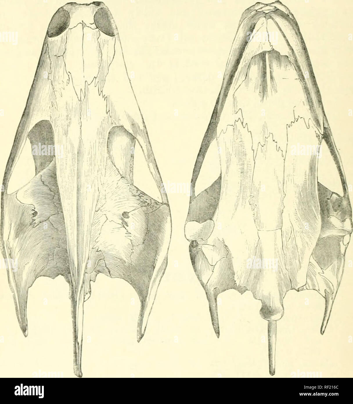 Chitra indica hires stock photography and images Alamy